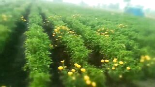 Video of having sex with an Indian aunty in a house in a village garden - 2 image