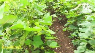Desi village girlfriend boyfriend went to the farm and pressed her boobs in the cotton field and showed her full pussy and he urinated. - 2 image
