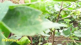 Desi village girlfriend boyfriend went to the farm and pressed her boobs in the cotton field and showed her full pussy and he urinated. - 6 image