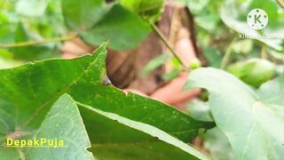 Desi village girlfriend boyfriend went to the farm and pressed her boobs in the cotton field and showed her full pussy and he urinated. - 7 image