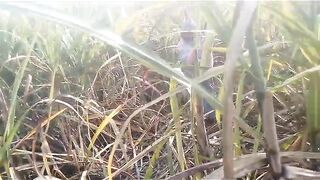 village bhabhi fingering sugarcane - 14 image
