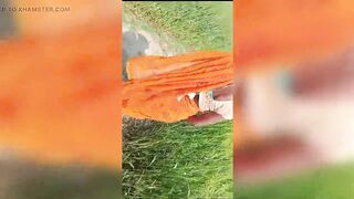 desi bhabhi xxx sexy video in bihar - 10 image