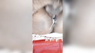 Buya Ki gaand ka hole kesa ha dosto